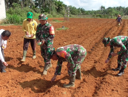 Jaga Ketahanan Pangan, Kodim 0318 Natuna Tanam Jagung 1 Hektar