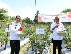 Gubernur Kepri Panen Cabai di Moro Timur Karimun