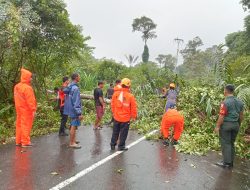 Tim Gabungan Evakuasi Pohon Tumbang di Jalan Air Bini, Waspada Cuaca Ekstrim