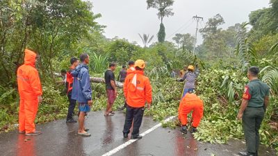 Tim Gabungan Evakuasi Pohon Tumbang di Jalan Air Bini, Waspada Cuaca Ekstrim