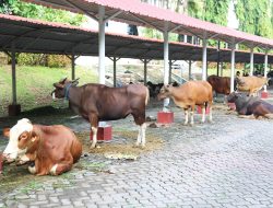 BP Batam Sembelih 14 Sapi dan 12 Kambing, Distribusikan Untuk Masyarakat Yang Membutuhkan