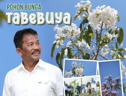 Bunga Tabebuya Bermekaran Sepanjang Pendestrian Batam Center