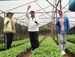 Pemprov  Kepri Bagikan Bibit Cabai Gratis, Ayo Manfaatkan Perkarangan Rumah