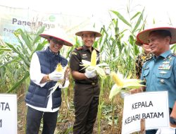 Wali Kota Batam Hadiri Panen Raya Jagung di Rempang Cate: Dorong Ketahanan Pangan dan Pemberdayaan Masyarakat