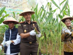Panen Raya Jagung Bersama Petani Binaan, Kejari Batam Dukung Pertahanan Pangan