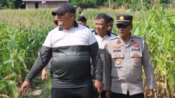 Tingkatkan kesejahteraan petani, Polres Lingga ubah 30 hektare lahan tidur jadi ladang jagung produktif