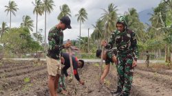 Denhanud 477 Korpasgat Tumbuhkan Kemandirian Pangan Lewat Tanam Jagung manis