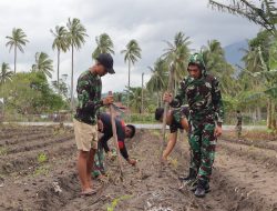 Denhanud 477 Korpasgat Tumbuhkan Kemandirian Pangan Lewat Tanam Jagung manis
