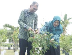 Panen Cabai PKK Lingga, Gerakan Sederhana Kuatkan Ketahanan Pangan Daerah