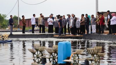 Komisi IX DPR RI Dorong Pengembangan Budidaya Udang Vaname