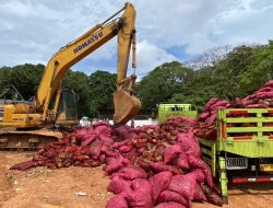 Polisi Musnahkan 27 Ton Bawang Ilegal di Batam, Terbongkar dari Kapal Tanpa Dokumen Karantina