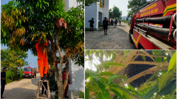 Damkar Batam Evakuasi Gerombolan Tawon di Green Nongsa City