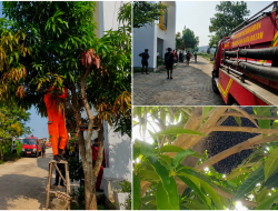 Damkar Batam Evakuasi Gerombolan Lebah di Green Nongsa City