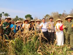 Wagub Nyanyang Panen Jagung Bersama Poktan Bintan Jaya, Dorong Penguatan Pertanian Kepri