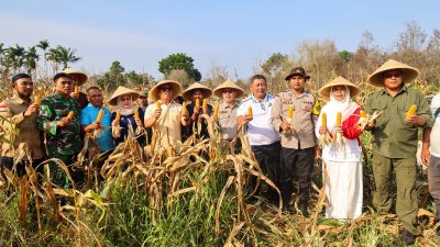 Wagub Nyanyang Panen Jagung Bersama Poktan Bintan Jaya, Dorong Penguatan Pertanian Kepri